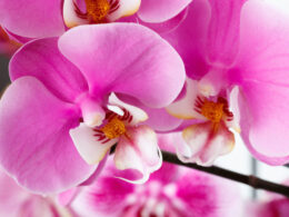 Как поливать орхидеи осенью?