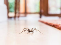 Как избавиться от пауков в доме